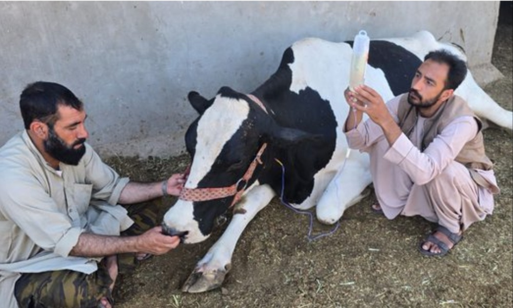 foot and mouth afghanistan