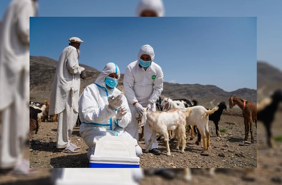 FAO warns deadly livestock virus threatens 21 million animals in Afghanistan